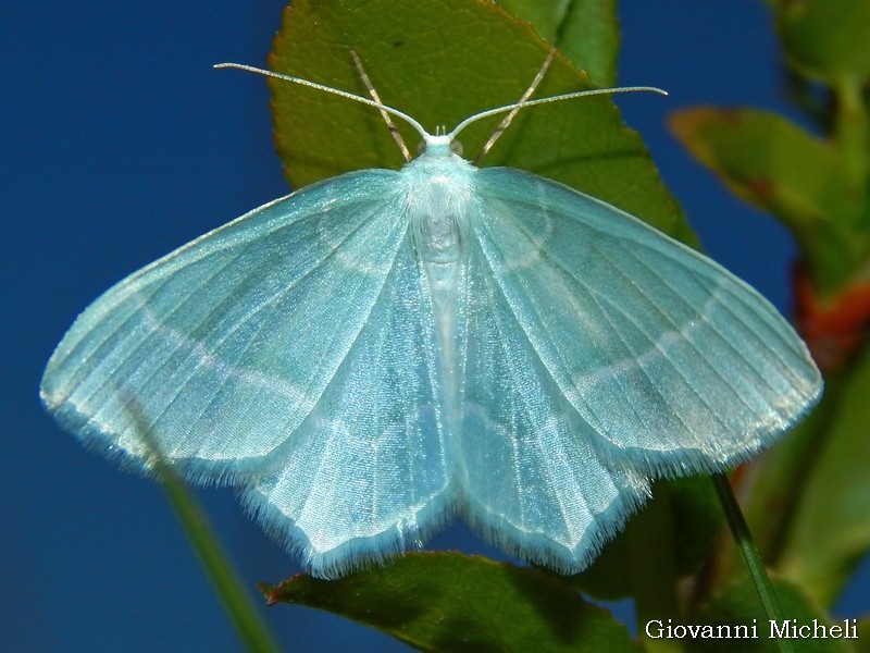 Geometridae da id -  Jodis lactearia